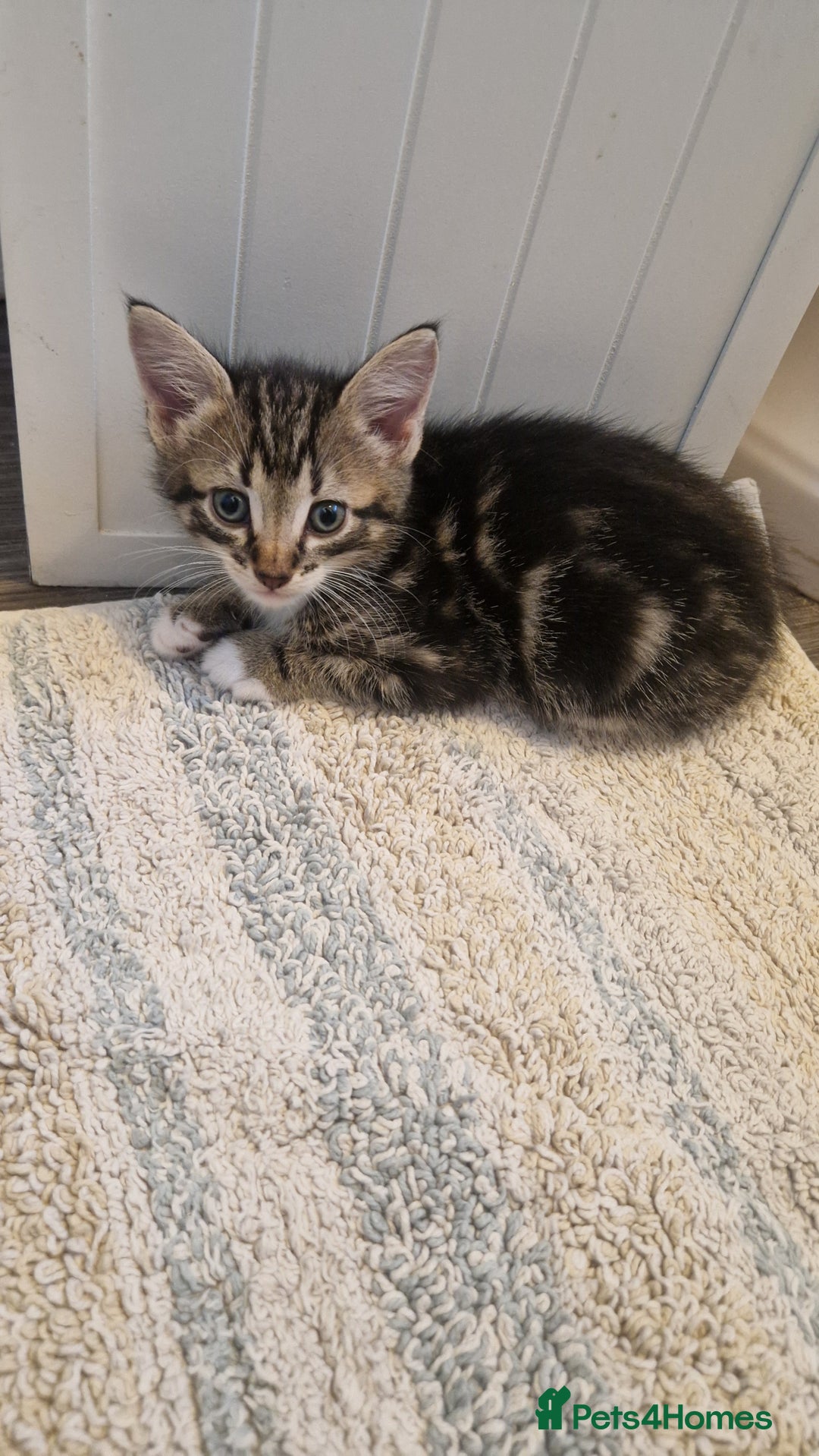 Mixed Breed cats for sale: Beautiful Kittens. Males and females - Image 3