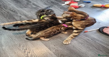 Bengal cats - Advert 7