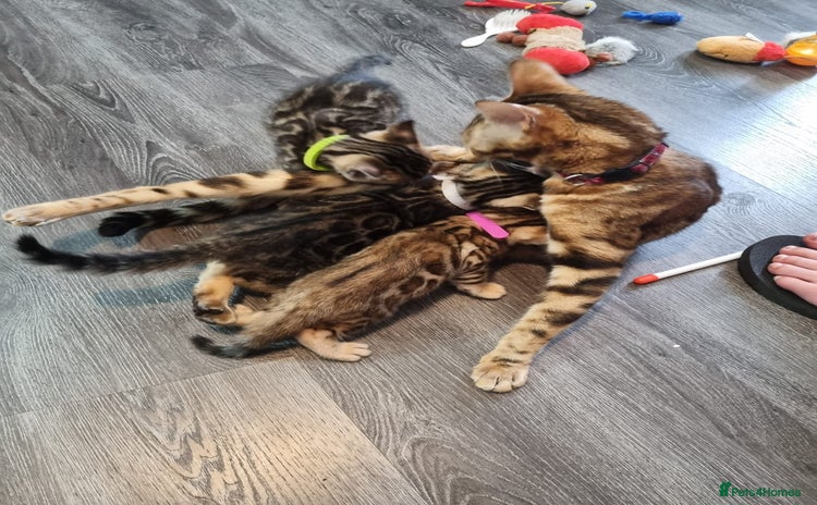 Bengal cats - Advert 9