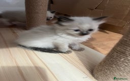 Ragdoll cats for sale: Ragdoll girls  - Image 8