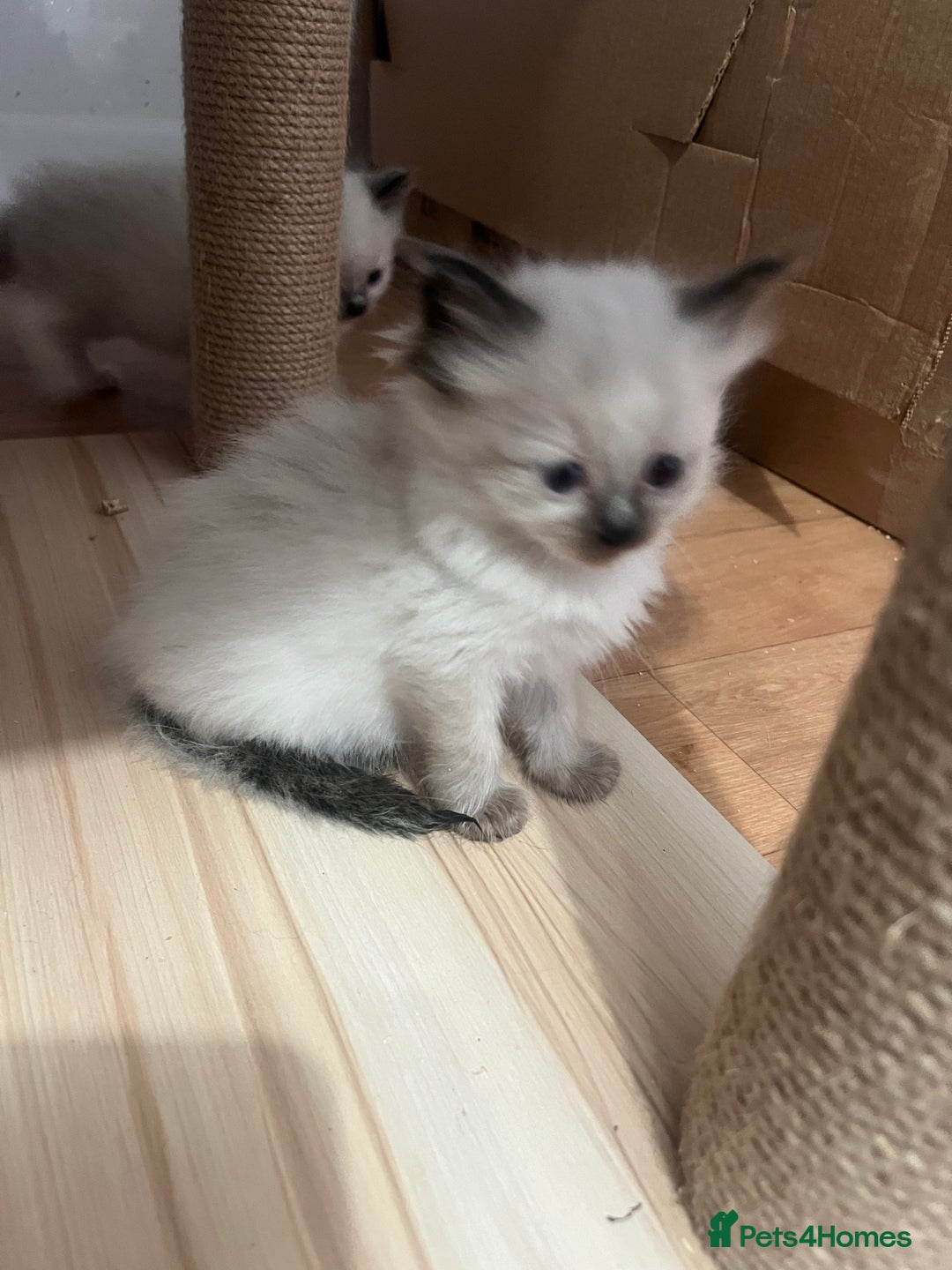 Ragdoll cats for sale: Ragdoll girls  - Image 8