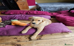 Labrador Retriever dogs for sale: 3 little girls for sale - Image 8