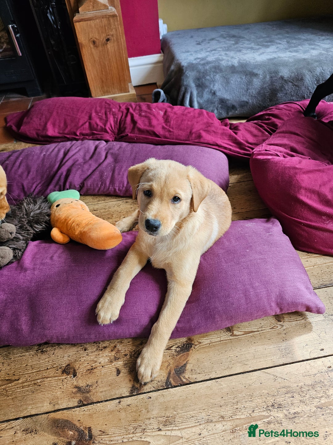 Labrador Retriever dogs for sale: 3 little girls for sale - Image 8