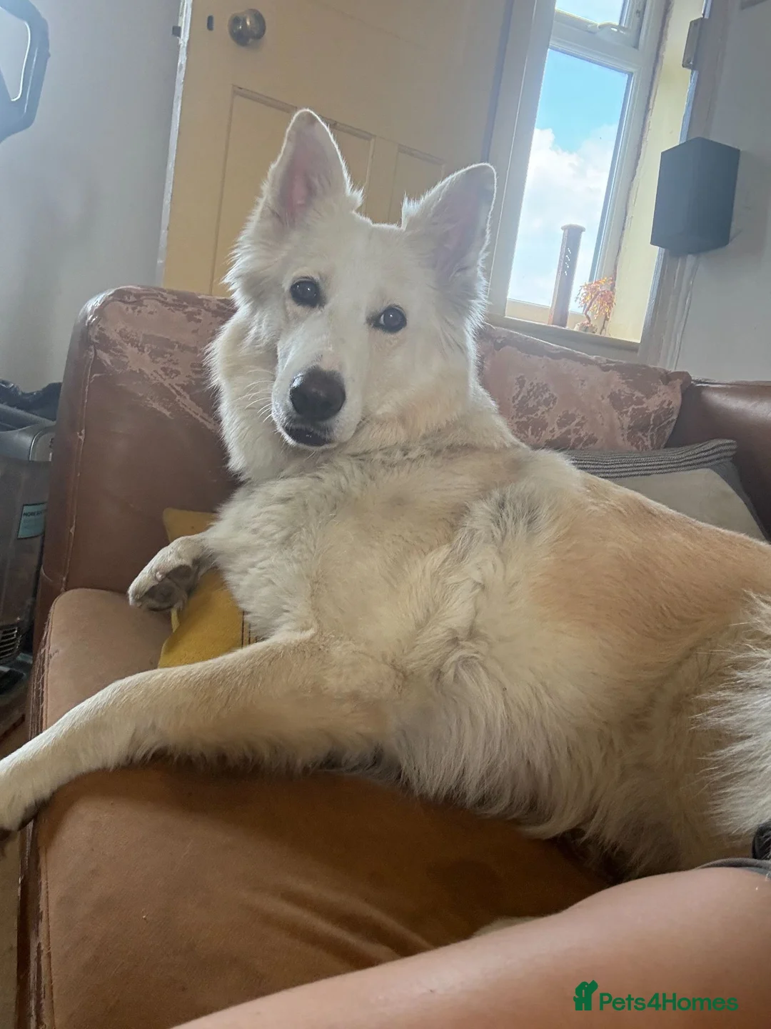 Mixed Breed dogs for sale: Please help us find Nova a loving home in Petersfield - Advert 2