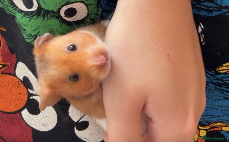 Hamster rodents - Advert 9