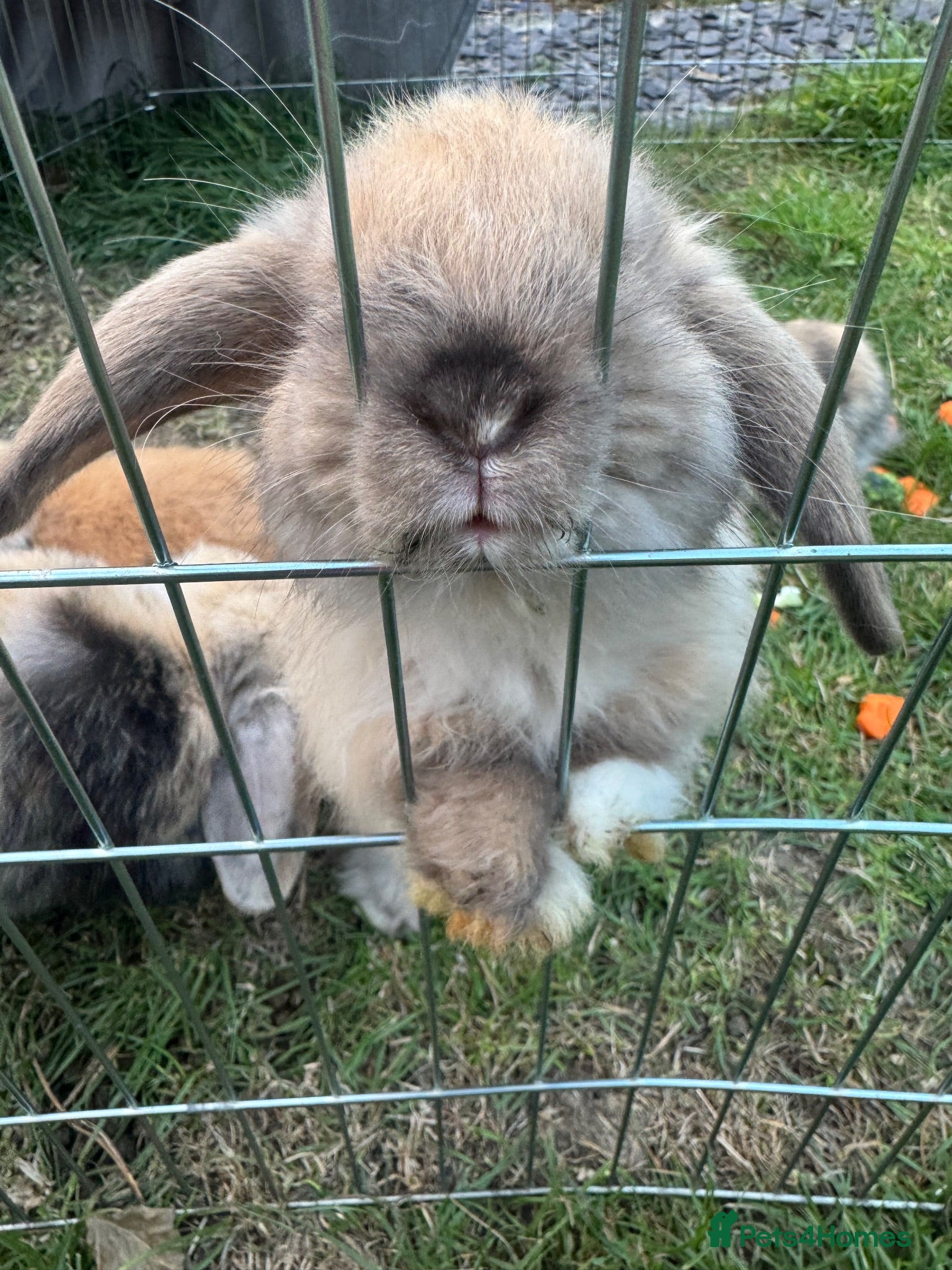 Mini Lop rabbits Ready to go! Beautiful mini lop rabbit - Advert 2