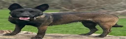 Belgian Shepherd Dog dogs for sale:  BELGIAN MALINOIS PUPPIES AVAILABLE - Advert 8