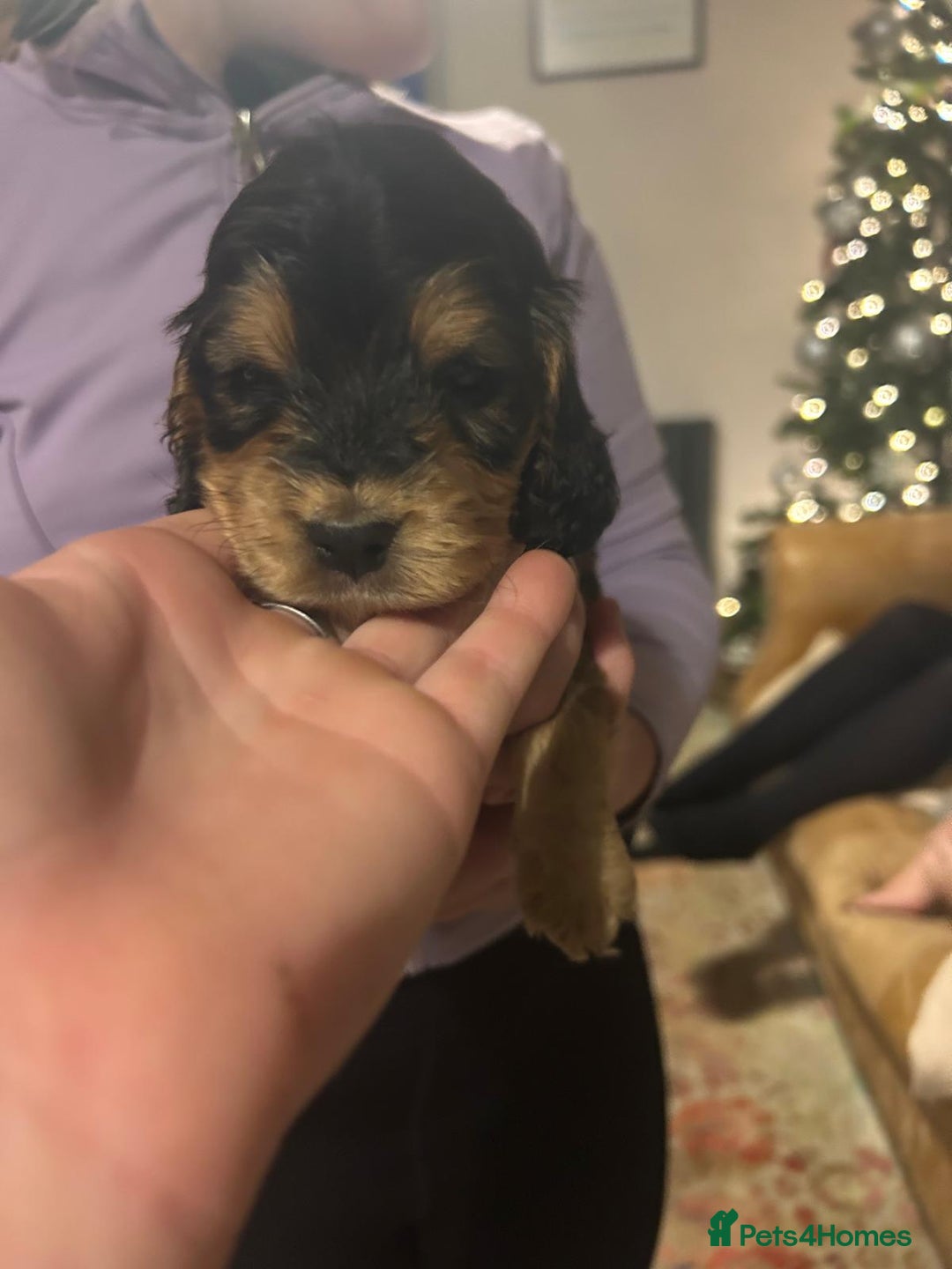 Cocker Spaniel dogs for sale: Princess cockers for sale  - Advert 8