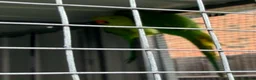 Ringnecks birds for sale: Ring necks - Advert 4