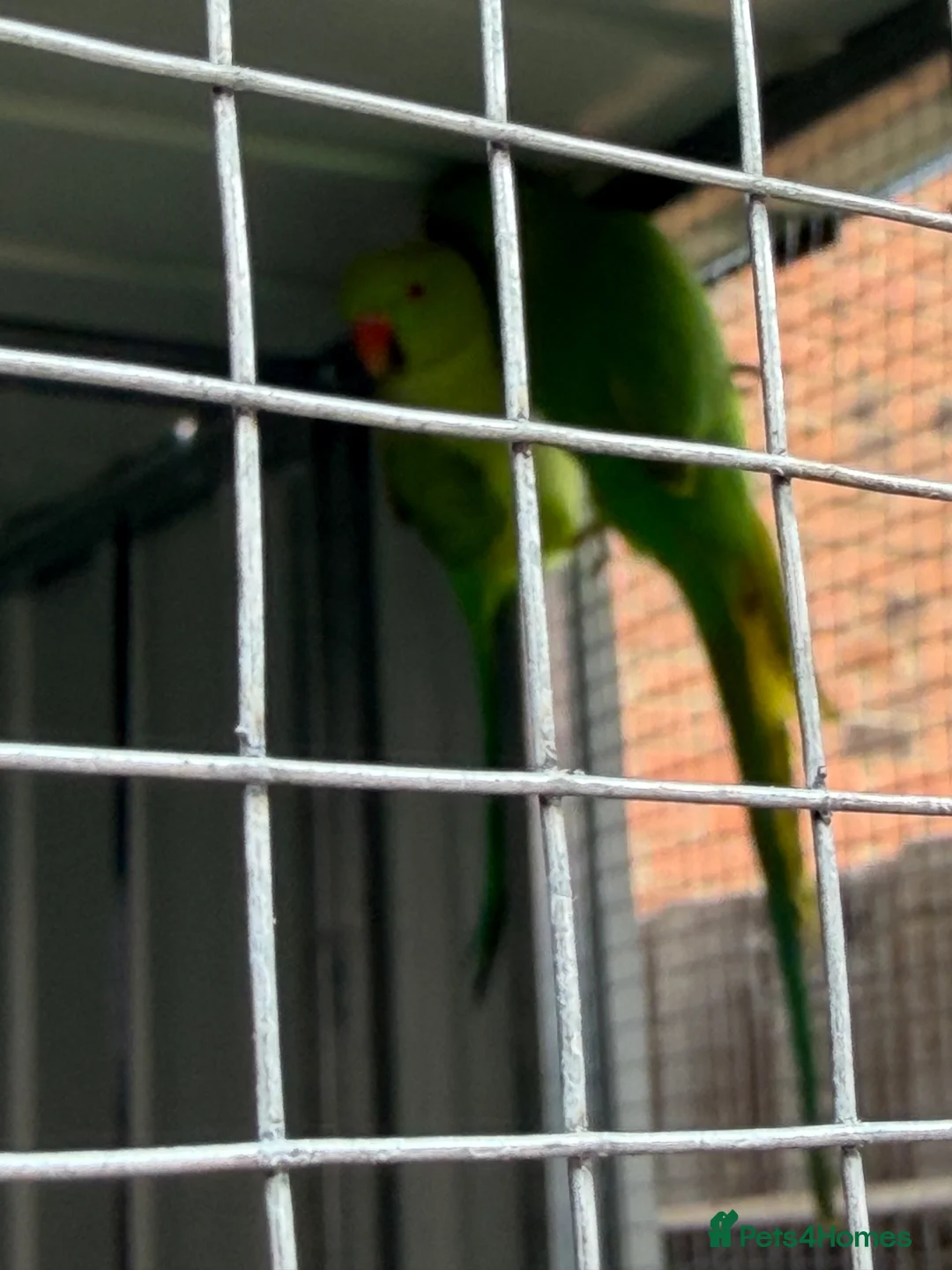 Ringnecks birds for sale: Ring necks - Advert 4