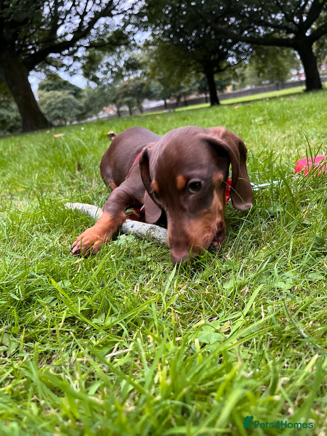 Dachshund dogs for sale: Dollie the Dachshund - Advert 7