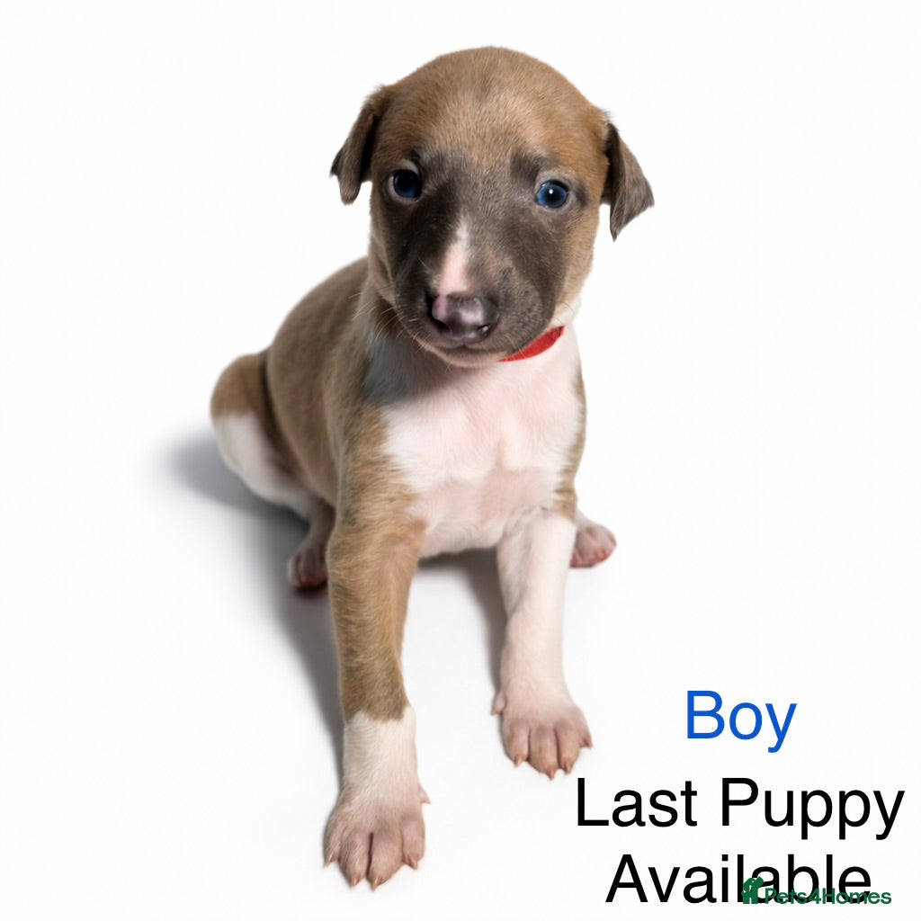 Whippet dogs (Only 2 Boys Left) 6 Stunning Whippet Puppies - Advert 2