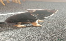 Shepsky dogs for sale: 11 weeks shepsky  - Image 3