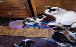 Domestic Shorthair cats for sale: READY TO LEAVE NOW 5x black and white kittens  - Image 5
