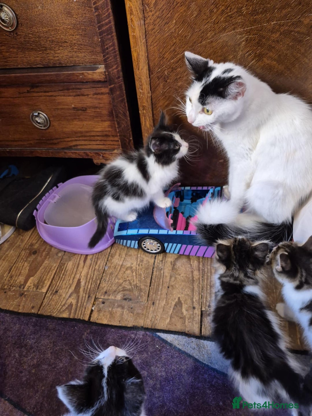 Domestic Shorthair cats for sale: READY TO LEAVE NOW 5x black and white kittens  - Image 5
