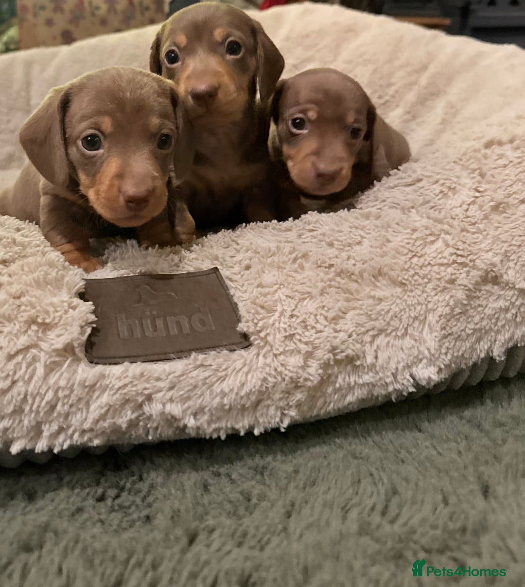 Miniature Dachshund dogs for sale: 3 girls Left Miniature Dachshund chocolate & tan - Advert 13