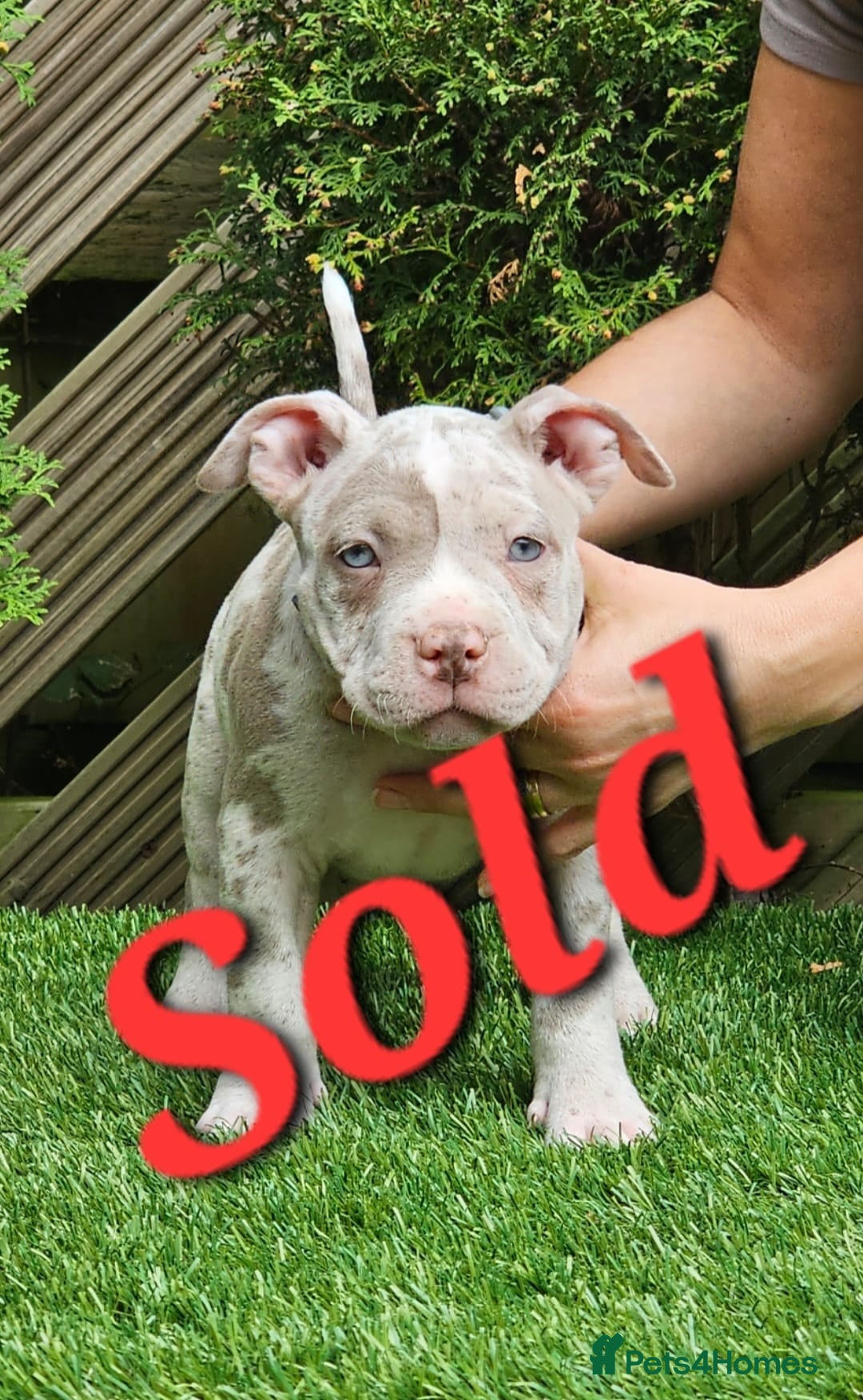 American Bully dogs for sale: pocket bully pups, ABKC registered, 14wks old. - Image 11