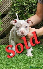 American Bully Puppy 1