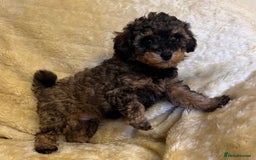 Toy Poodle dogs for sale: adorable toy poodle pups health tested  - Advert 4