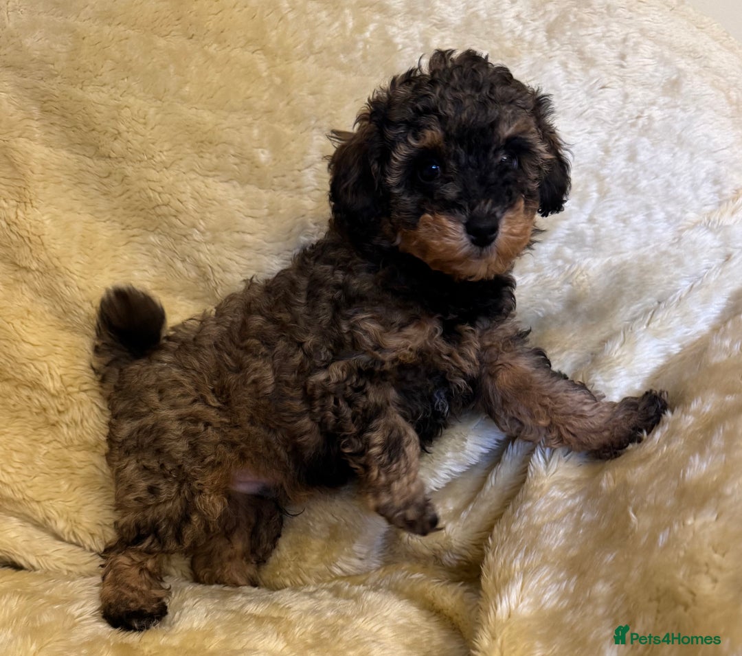 Toy Poodle dogs for sale: adorable toy poodle pups health tested  - Advert 4