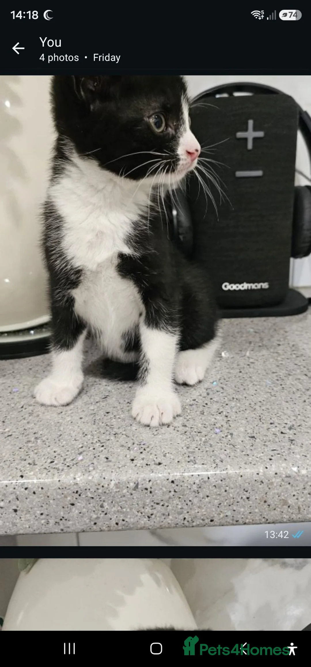 Mixed Breed cats for sale: Half bengal kitten  in Birmingham - Advert 2