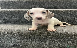 Miniature Dachshund dogs for sale: Miniature dachshund pups - Image 11