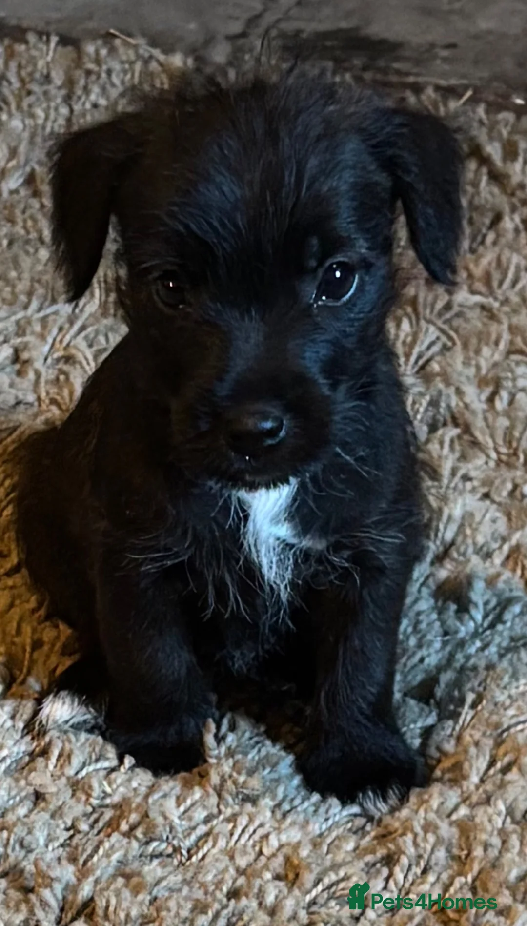 Patterjack dogs for sale: Beautiful patterjack girl  - Advert 1
