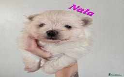 Mixed Breed dogs for sale: F1 Maltipom puppies from health tested parents  - Image 4