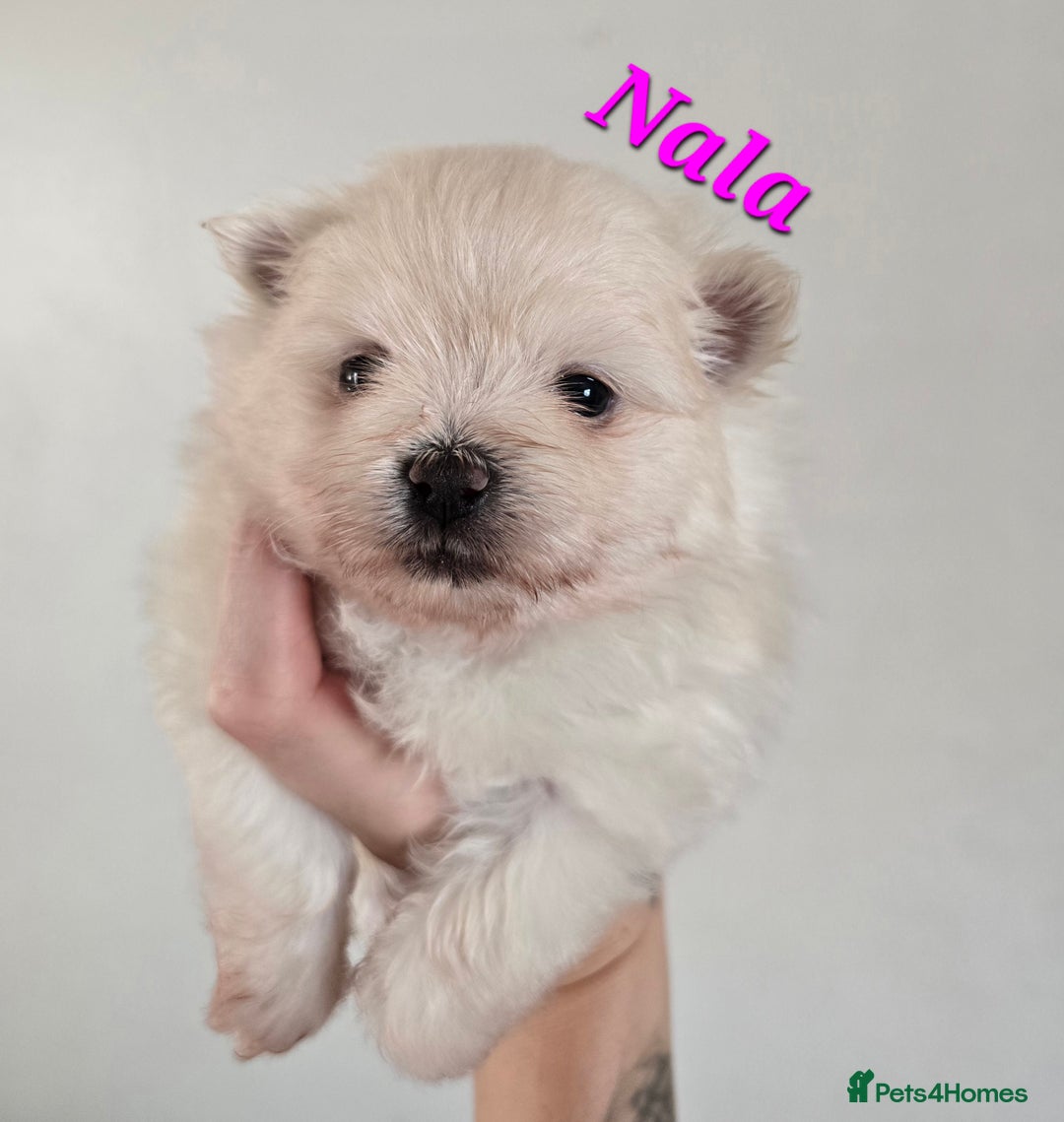 Mixed Breed dogs for sale: F1 Maltipom puppies from health tested parents  - Image 4