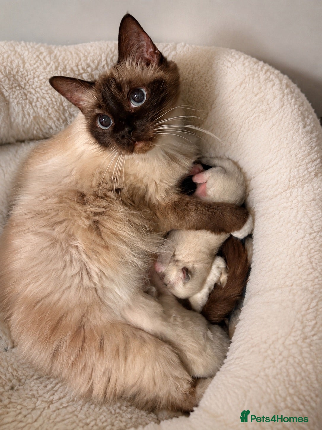 Ragdoll cats Ragdoll kittens for reservation 🫶 - Advert 12