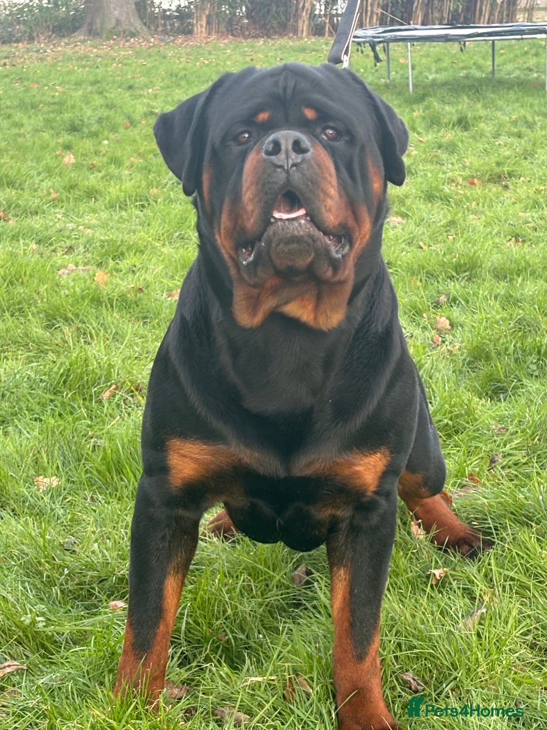 Rottweiler dogs for sale: 🏆 🦍 Elite Level Rottweiler Pups 🦍🏆 - Advert 6
