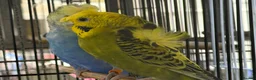 Budgerigars birds for sale: Breeding pairs helicopter budgies available  - Advert 3