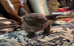 Sphynx cats for sale: Chocolate Canadian Sphynx boy - Advert 8