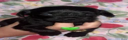 Yorkiepoo dogs for sale: Asian toy poodle puppy’s  in Sittingbourne - Advert 6