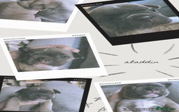 French Bulldog dogs for sale: 2 beautiful litters of French bulldog puppies - Image 16