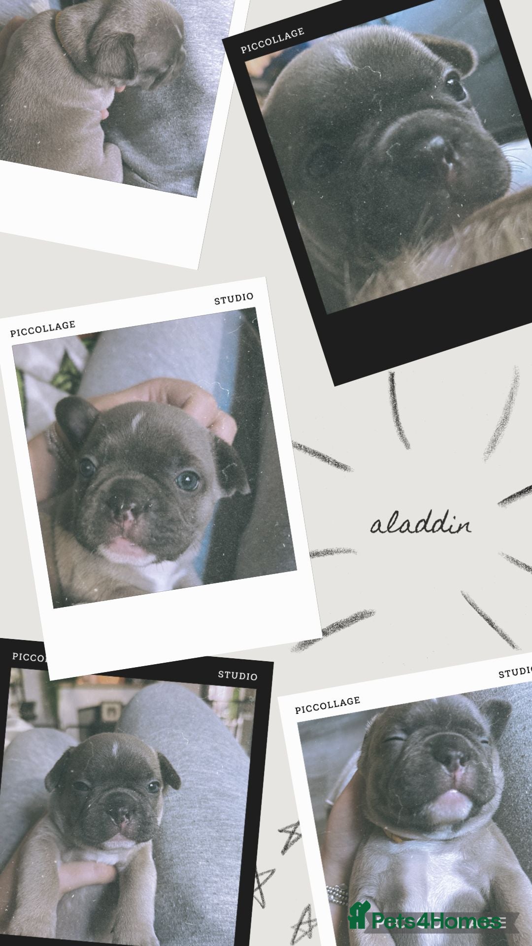 French Bulldog dogs for sale: 2 beautiful litters of French bulldog puppies - Image 16