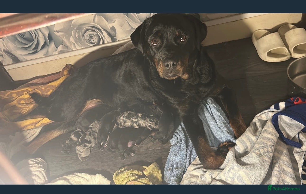 Mixed Breed dogs American bully cross rottweiler  - Advert 5