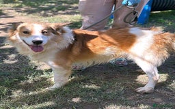 Mixed Breed dogs for adoption: 🐾 Finley-Border Collie mix with heart of gold 🐾 - Image 2