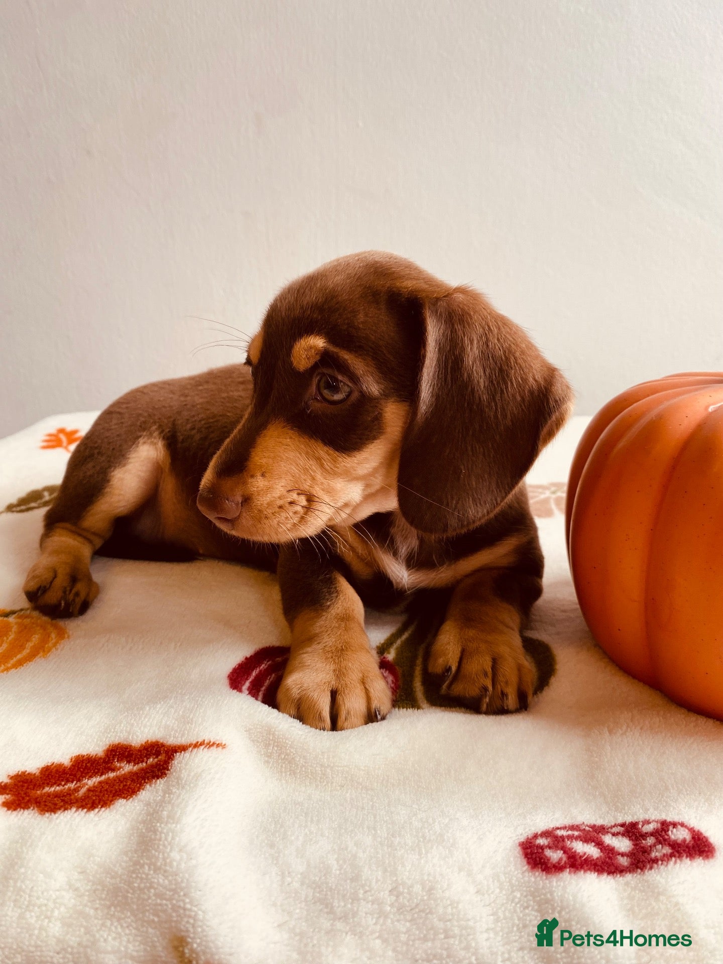 Miniature Dachshund dogs Miniature dachshund puppies - vet checked - Advert 1
