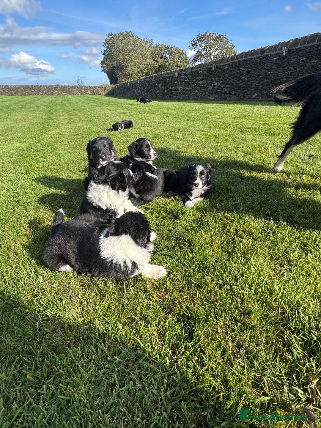 Border Collie dogs for sale: Superb litter of purebred Border Collie puppies  - Image 34