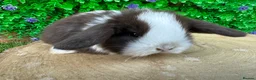 Mini Lop rabbits for sale: Stunning purebred mini lops - Advert 6