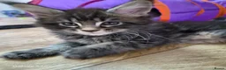 Maine Coon cats for sale: Licensed breeder-maine coon  - Advert 30
