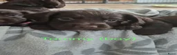 Sprocker dogs for sale: Working Sprocker Chocolate Puppies for sale - Advert 8