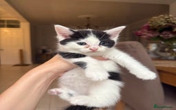Ragdoll cats for sale: 2 female kittens for sale - Image 2
