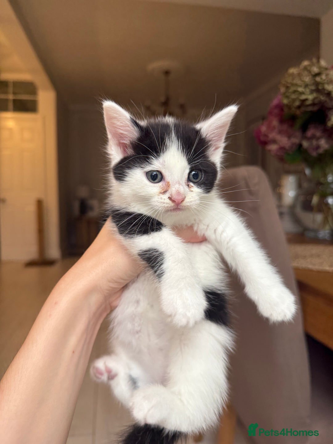 Ragdoll cats for sale: 2 female kittens for sale - Image 2