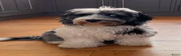 Bernedoodle dogs for sale: True Miniature sized Bernedoodles  - Advert 16