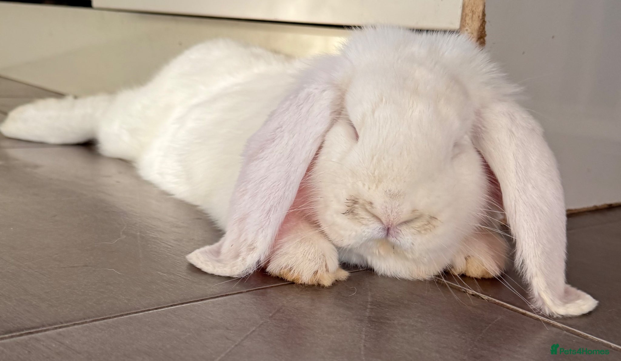 French Lop rabbits French lop babies ready to leave now.  - Advert 8