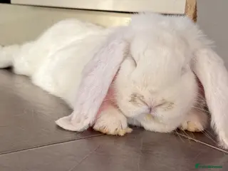 French Lop rabbits French lop babies ready to leave now. - Advert 9