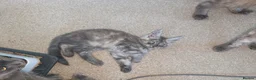 Maine Coon cats for sale: Maincoons wihtout papers price drop.  - Advert 1