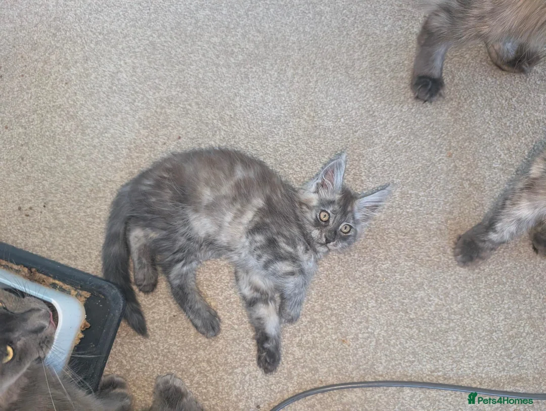 Maine Coon cats for sale: Maincoons wihtout papers price drop.  - Advert 1